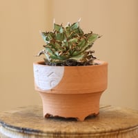 アガベ ブルーグロー Agave 'Blue Glow' no.32901 | 芽の巣山