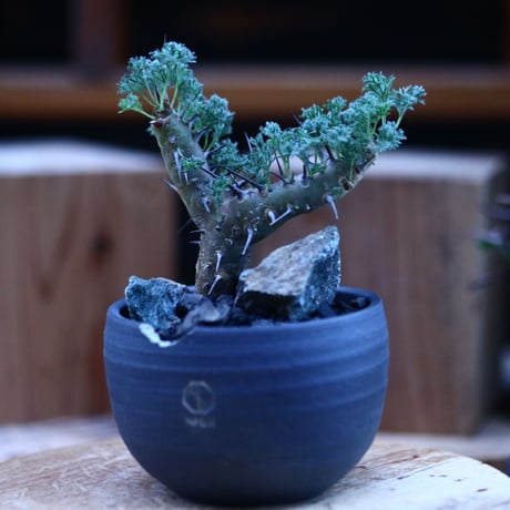 サルコカウロン  ヘレー／Sarcocaulon herrei     no.112137