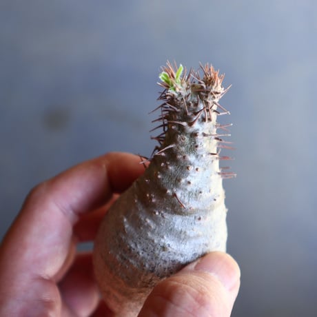 パキポディウム グラキリス 抜苗  Pachypodium rosulatum var. gracilius no.100617
