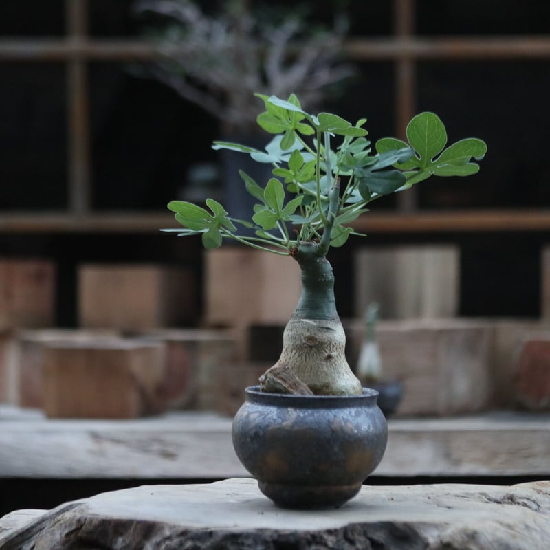 アデニア グラウカ／Adenia glauca no.103076 | 芽の巣山