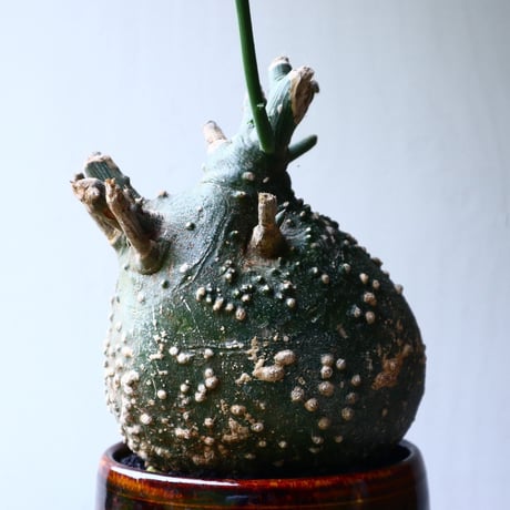 アデニア  グロボーサ      Adenia globosa       no.71431