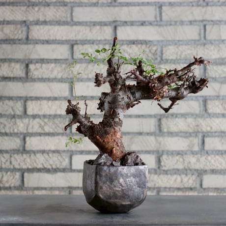 Commiphora boranensis × Shu Hirai (4号)  no.1019/5