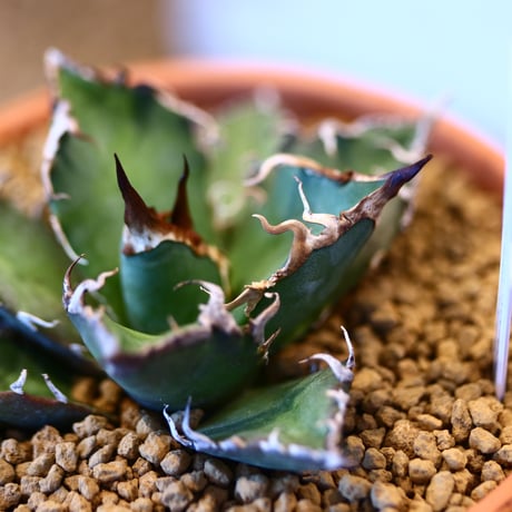 agave titanota caesar × YAMABACHI    no.123168