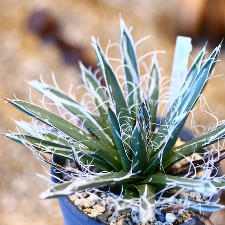 Agave victoriae reginae  × ヤクモ   no.31038