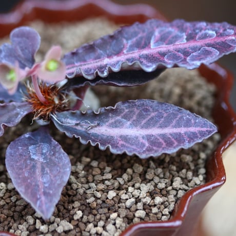 ユーフォルビア  フランコイシー / Euphorbia francoisii   no.31928