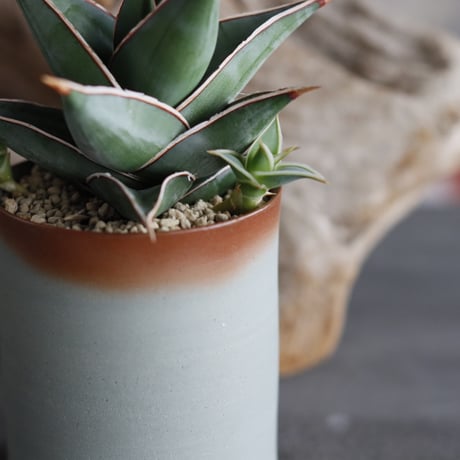Sansevieria Pinguicula  × 備前鉢2.5号 / twurue  no.607-17