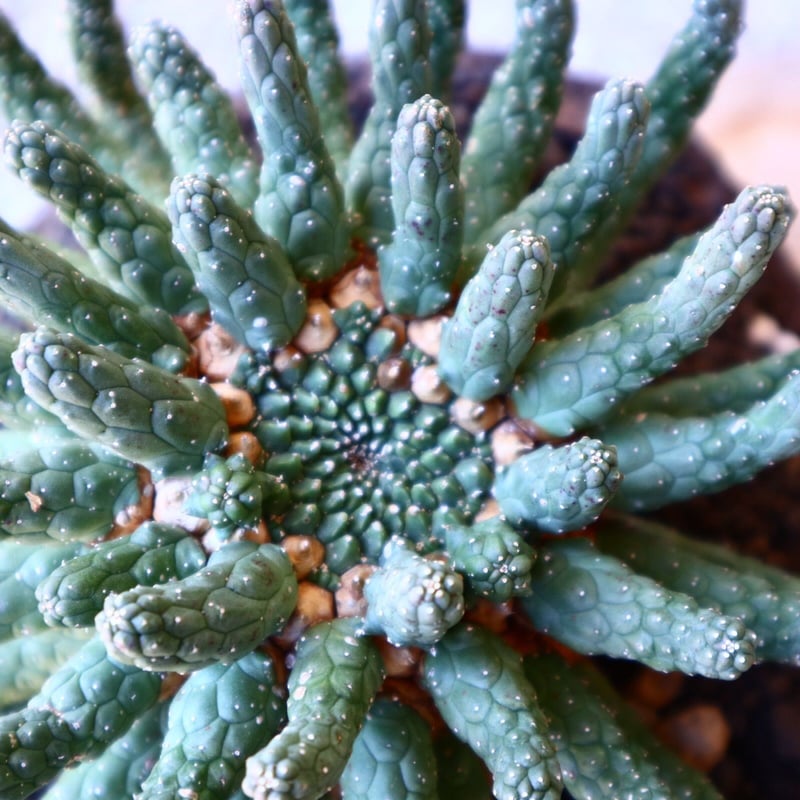 ユーフォルビア　エスクレンタ　現地球 ユーフォルビア エスクレンタ／Euphorbia esculenta no.12226