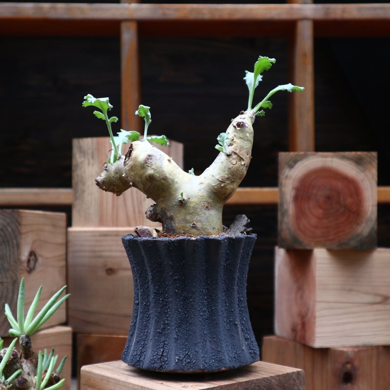 ペラルゴニウム クリンガルドテンセ／Pelargonium Klinghardtense n