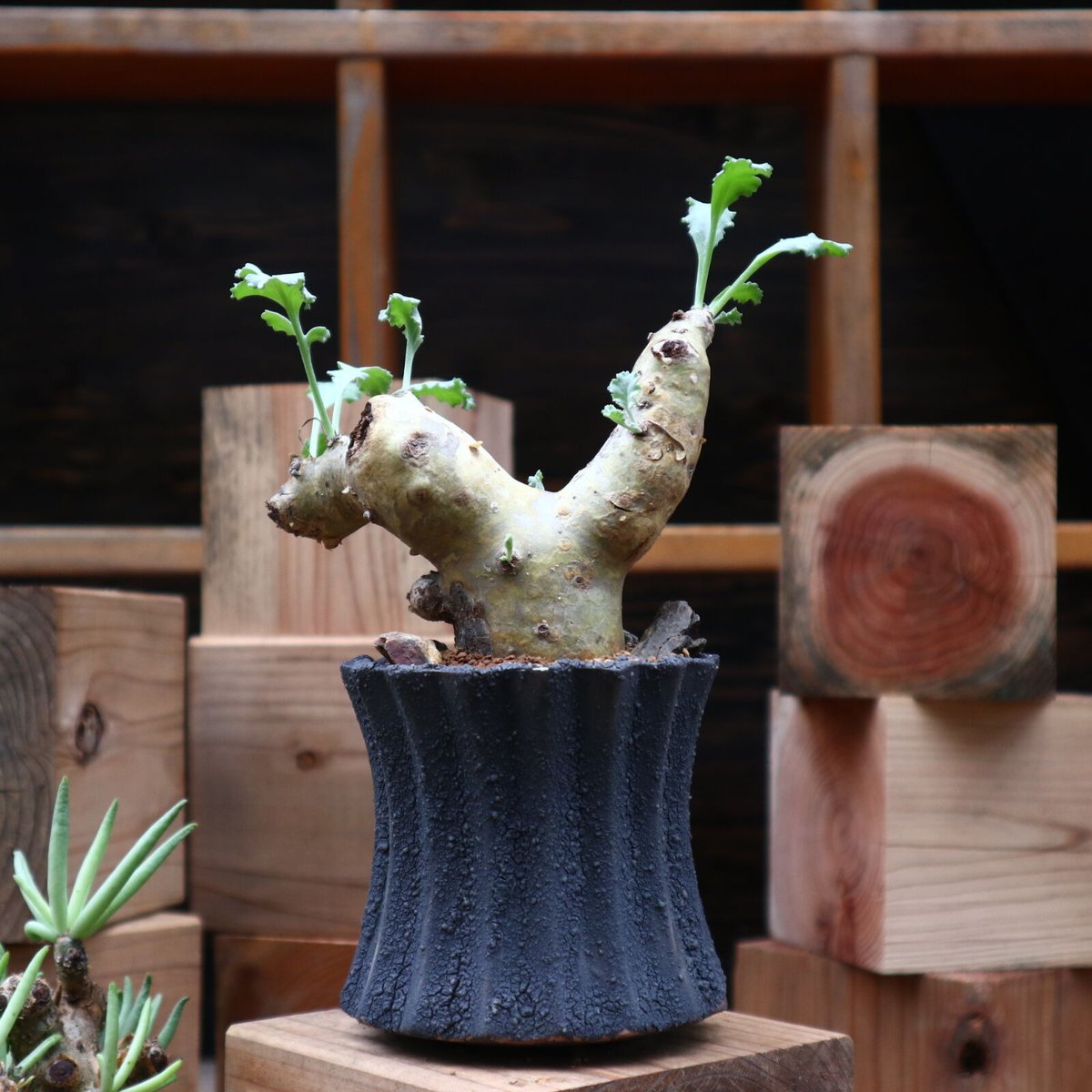 ペラルゴニウム クリンガルドテンセ 実生 Yahoo!オークション - ペラルゴニウム クリンガルドテンセ 実生