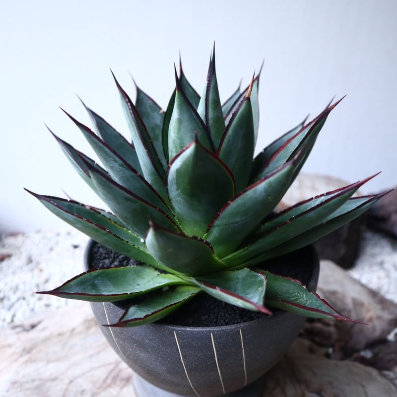 アガベ ブルーグロー Agave 'Blue Glow' no.112422 | 芽の巣山