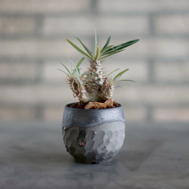 パキポディウム グラキリス Pachypodium gracilius ② 種子】パキポディウム・グラキリス 現地株 自家2025 10s