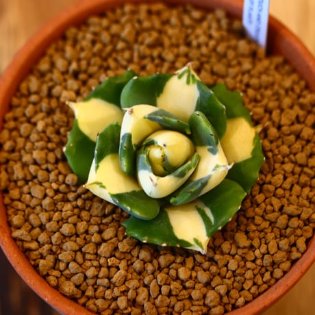 Agave potatorum × YAMABACHI    no.123159