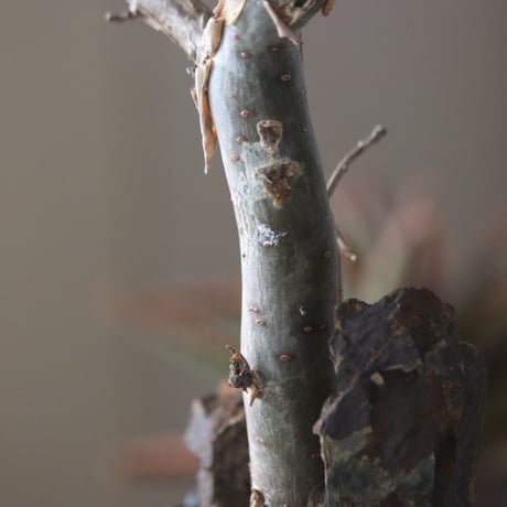 Bursera fagaroides × soso  no.51938