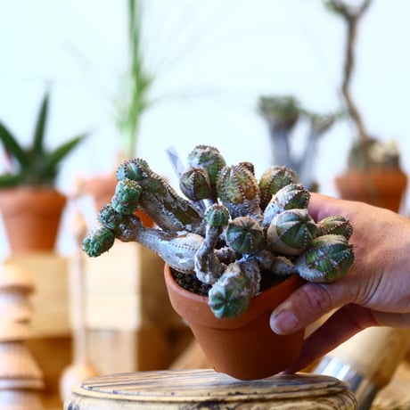 YAMABACHI × Euphorbia obesa  hyb.    no.100133