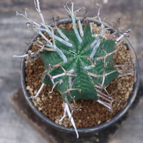 ユーフォルビア  バリダ／Euphorbia valida    no.92524