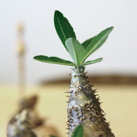 パキポディウム デンシフローラム / Pachypodium densiforum     no.52113