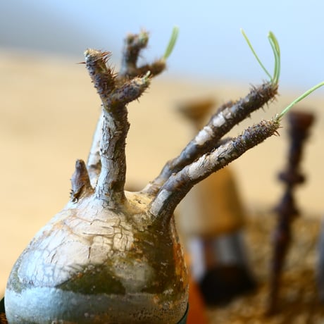 Pachypodium gracilius   no.32416