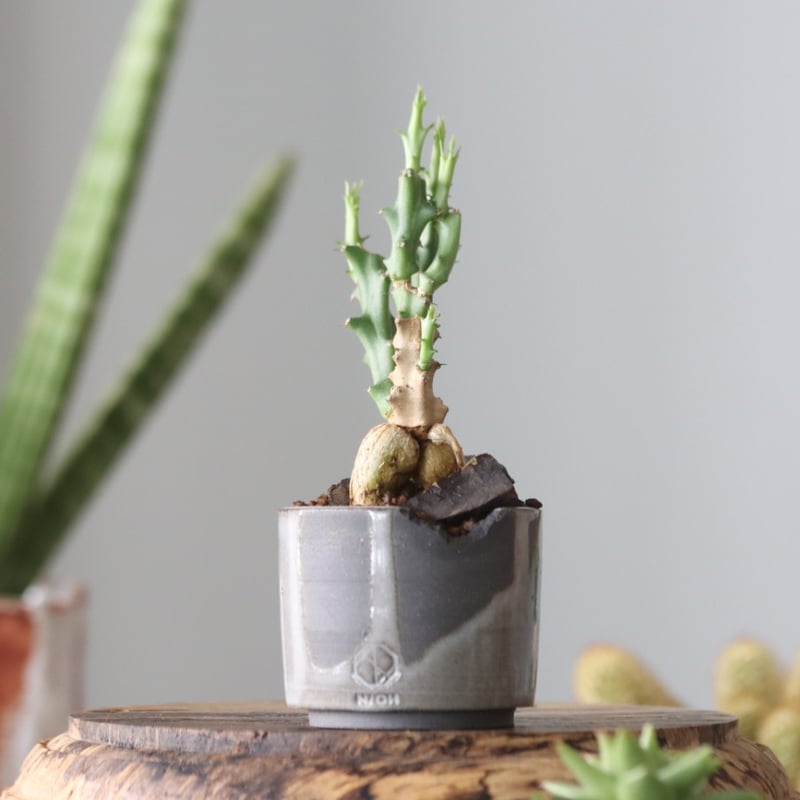 Euphorbia knuthii × N/OH no.51902 | 芽の巣山