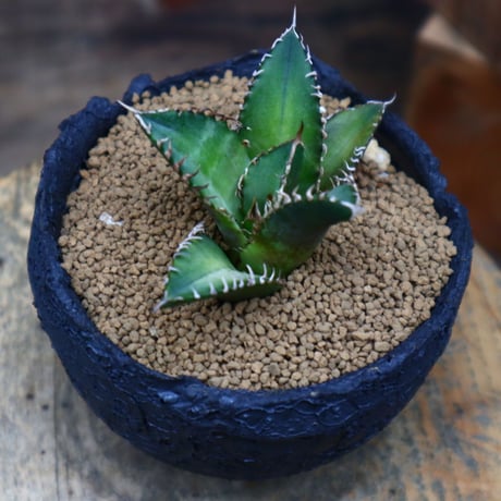 アガベ  レッドキャットウィールズ ／Agave titanota"Red Catweezle”  no.80784