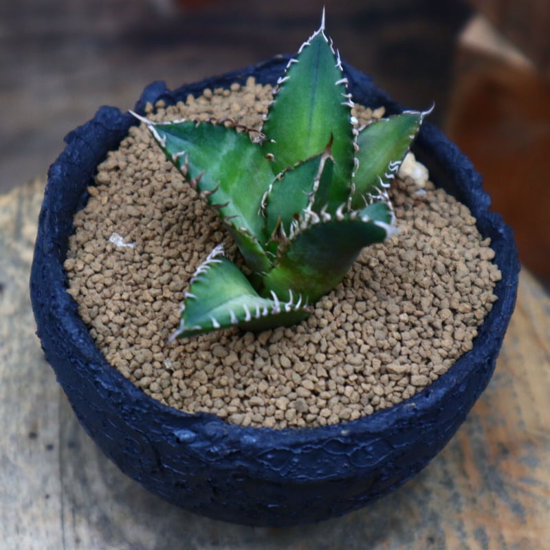 アガベ レッドキャットウィールズ /Agave titanota アガベ レッドキャットウィールズ /Agave titanota