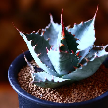 アガベ   パラサナ   Agave parrasana     no111573