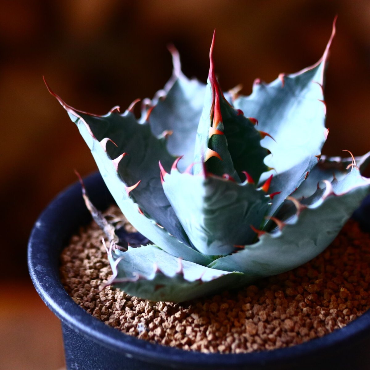 アガベ パラサナ Agave parrasana no111573 | 芽の巣山