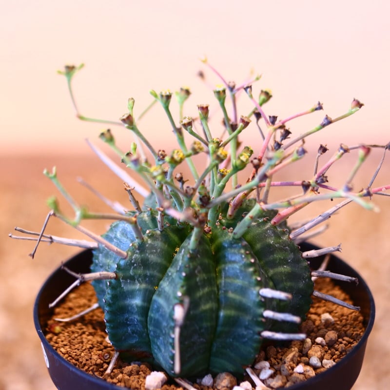 ユーフォルビア バリダ♂ / Euphorbia valida no.51457 |