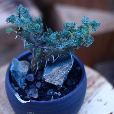 サルコカウロン  ヘレー／Sarcocaulon herrei     no.112137