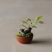 ニホンカマツカ / twinz bonsai (1.5号)  no.913/80