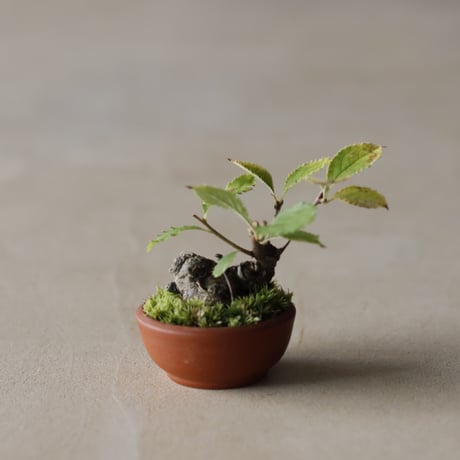 CATEGORY twinz bonsai | 芽の巣山