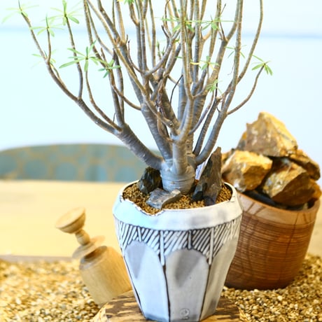 N/OH × Euphorbia balsamifera  no.41491