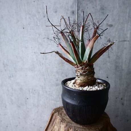 レウクテンベルギア  晃山    Leuchtenbergia principis  no.007