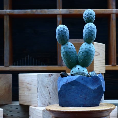 テフロカクタス  ゲオメトリクス／Tephrocactus geometricus   no.81543