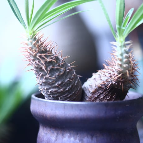 パキポディウム グラキリス  Wヘッド   Pachypodium rosulatum var. gracilius no.61424