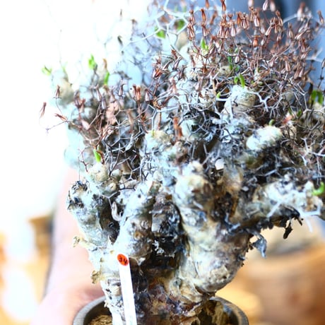 Tylecodon  reticulate × Atsushi Funakushi  no.91734