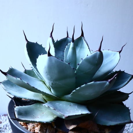 アガベ  パリートランカータ Agave parryi var. truncata   no.121526