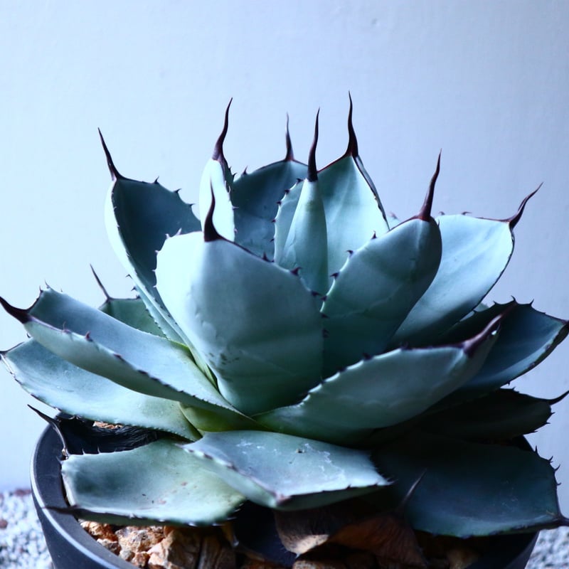 アガベ パリートランカータ Agave parryi var. truncata no. アガベ パリートランカータ Agave parryi var. truncata no.