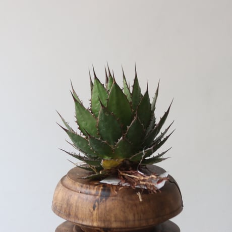 U.S. horrida (Agave horrida) / Style of Chika　no.1227-14