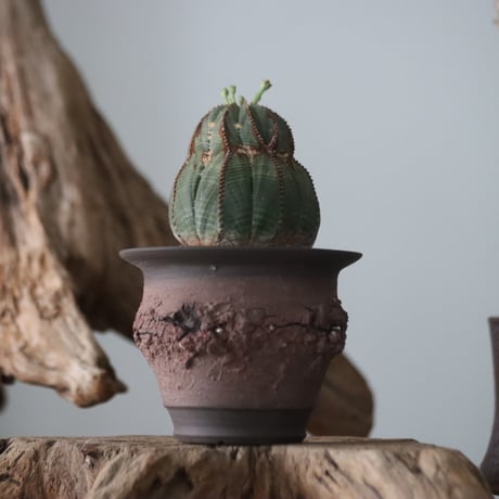 CATEGORY × Plants 2024/6/30 20:00~ | 芽の巣山