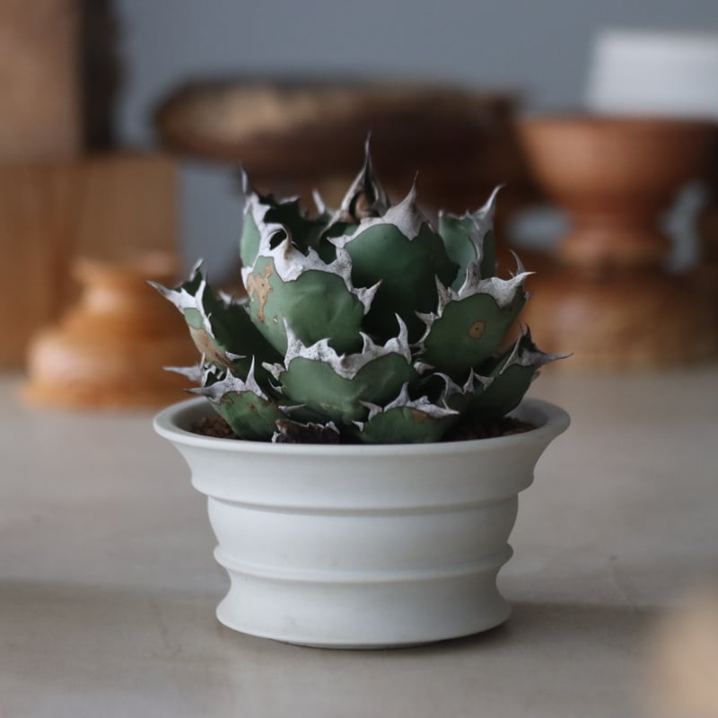 Agave titanota 姫厳竜 × たけろうポット no.714/54 | 芽の巣山