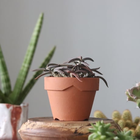 Euphorbia cylindrifolia × YAMABACHI   no.51912