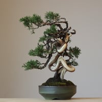 真柏 / YOSHIZAWA3-SHOHINBONSAI   no.223-41