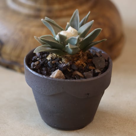 Ariocarpus retusus V.elongatus (雅牡丹) × YAMABACHI var. takero pot  no.126-44