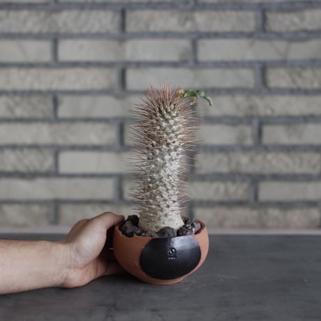 Pachypodiu namaquanum / 光堂 × N/OH (4号)  no.510/17