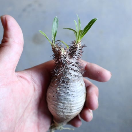 パキポディウム グラキリス   Pachypodium rosulatum var. gracilius no.110321