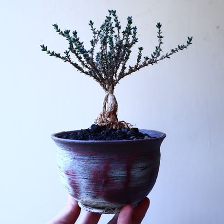 トリコディアデマ     デンスム   紫星晃    ×    Trichodiadema densum   no.11909