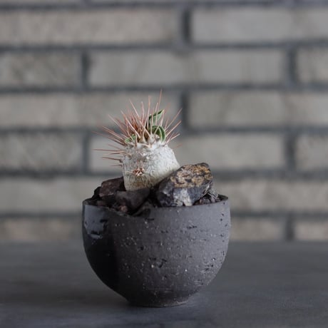 Pachypodiu namaquanum / 光堂 × N/OH (3号)  no.817-43