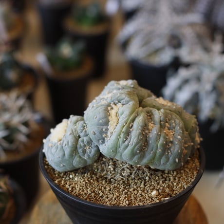 Lophophora williamsii v. decipiens f. monst. / 銀冠玉モンスト(5号)  no.1226/11
