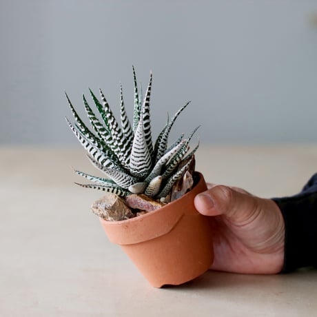 Haworthia〝Super Zebra″ シモフリ × YAMABACHI (3号)  no.104/14