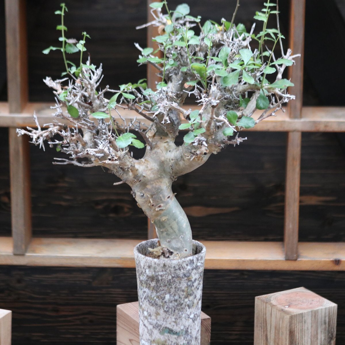 コミフォラ ワイティ／Commiphora wightii no.112045 | 芽の巣山